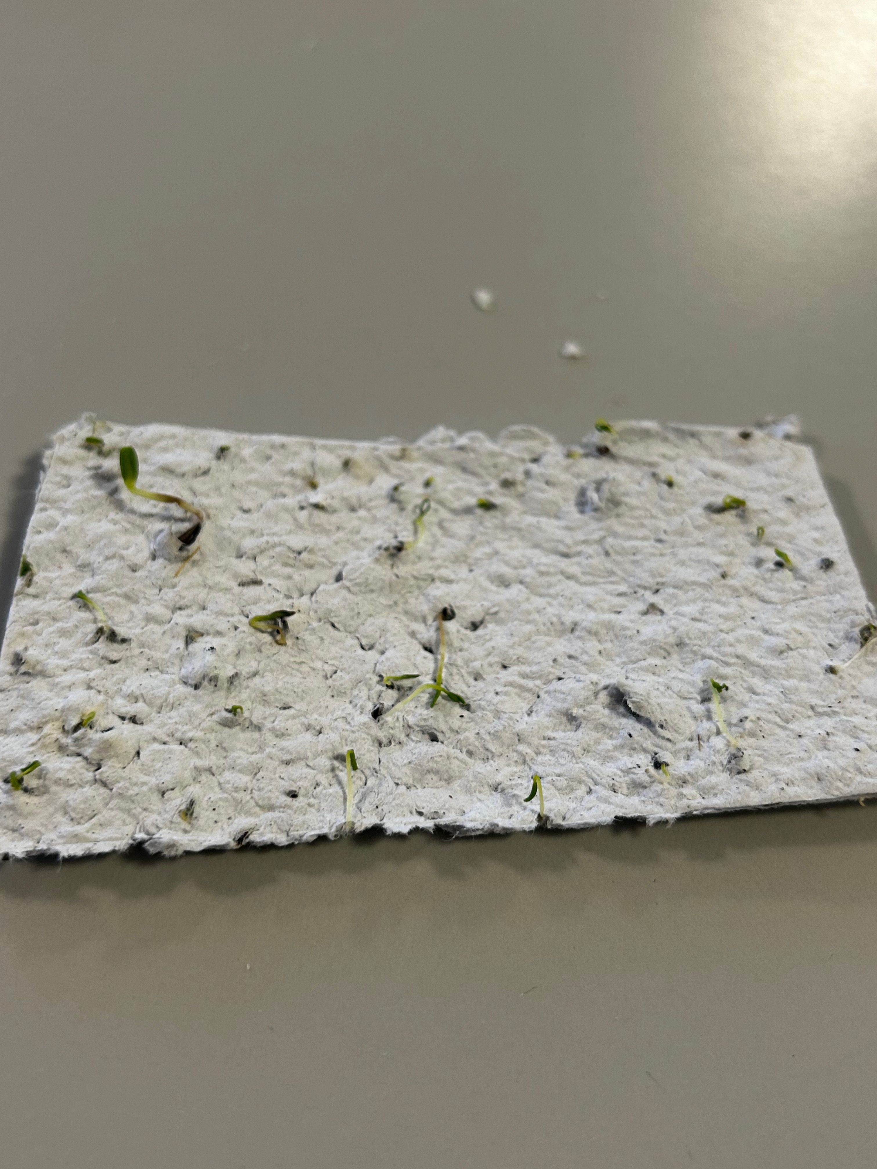 Papel de semillas